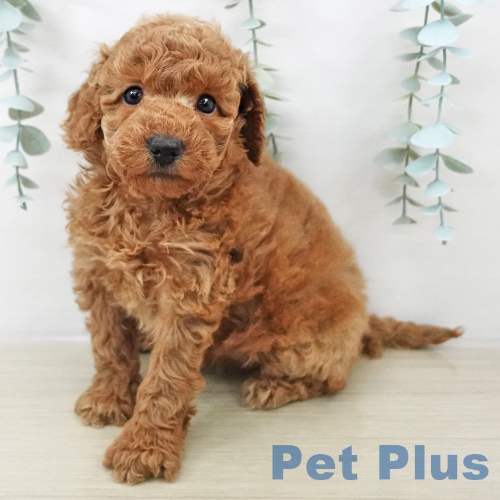 トイ・プードル