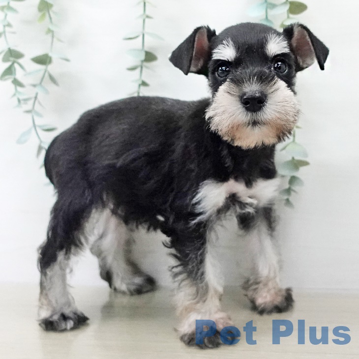 埼玉県のミニチュアシュナウザー (ペットプラス ららぽーと新三郷店/2025年9月17日生まれ/男の子/ブラックシルバー)の子犬