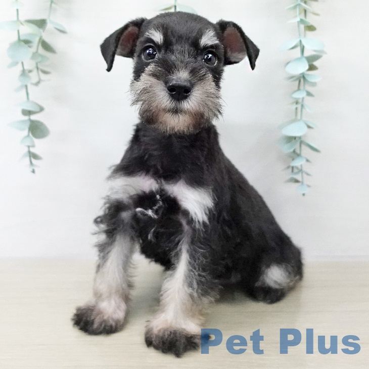 埼玉県のミニチュアシュナウザー (ペットプラス 羽生店/2025年9月17日生まれ/女の子/ブラックシルバー)の子犬の1枚目の画像