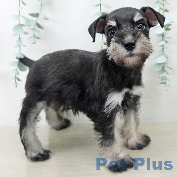 埼玉県のミニチュアシュナウザー (ペットプラス 羽生店/2025年9月17日生まれ/女の子/ブラックシルバー)の子犬の2枚目の画像