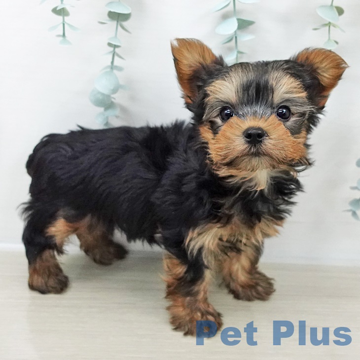 ヨークシャー・テリア