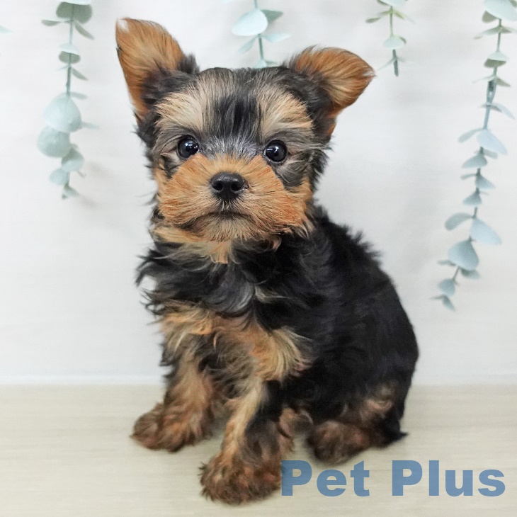 ヨークシャー・テリアの写真2