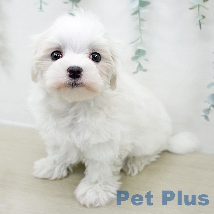 マルチーズの写真2