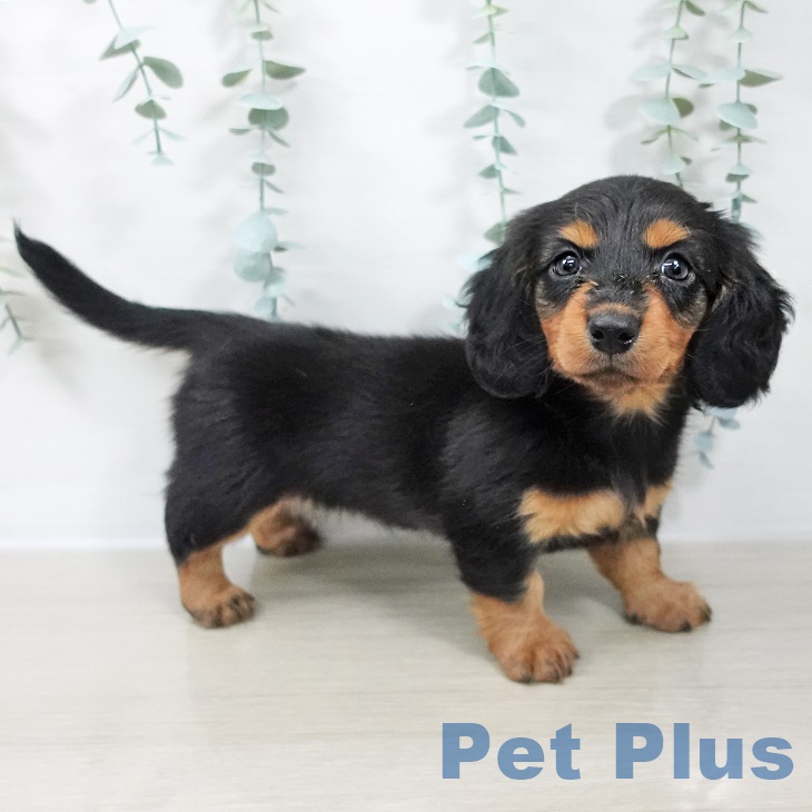 ミニチュア・ダックスフンドの写真2