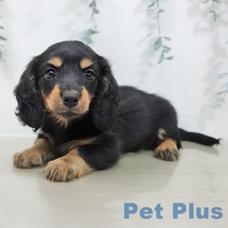 ミニチュア・ダックスフンド