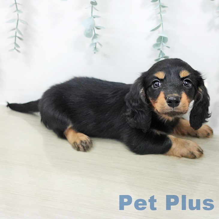 ミニチュア・ダックスフンドの写真2