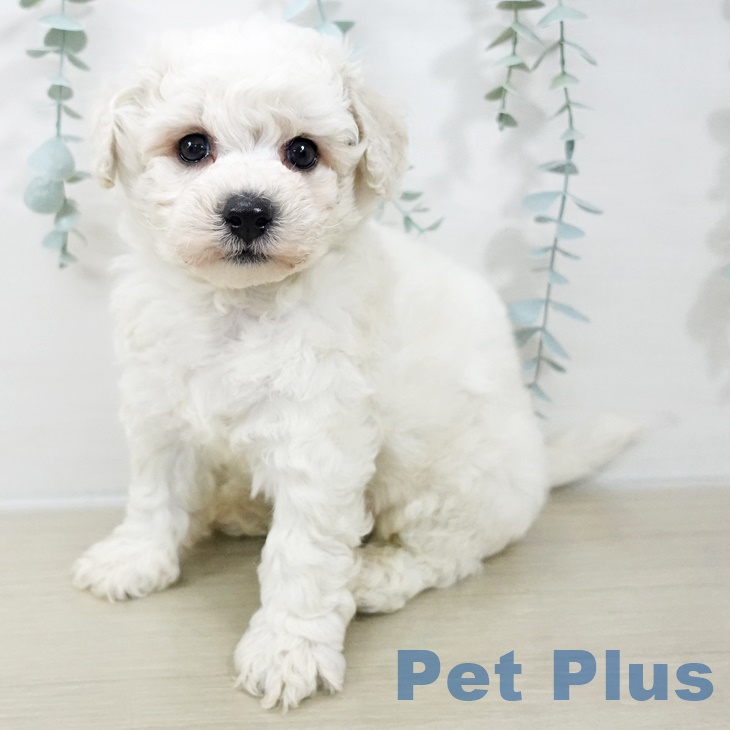 埼玉県のビションフリーゼ (ペッツワン 新座店/2025年9月20日生まれ/男の子/ホワイト)の子犬の1枚目の画像