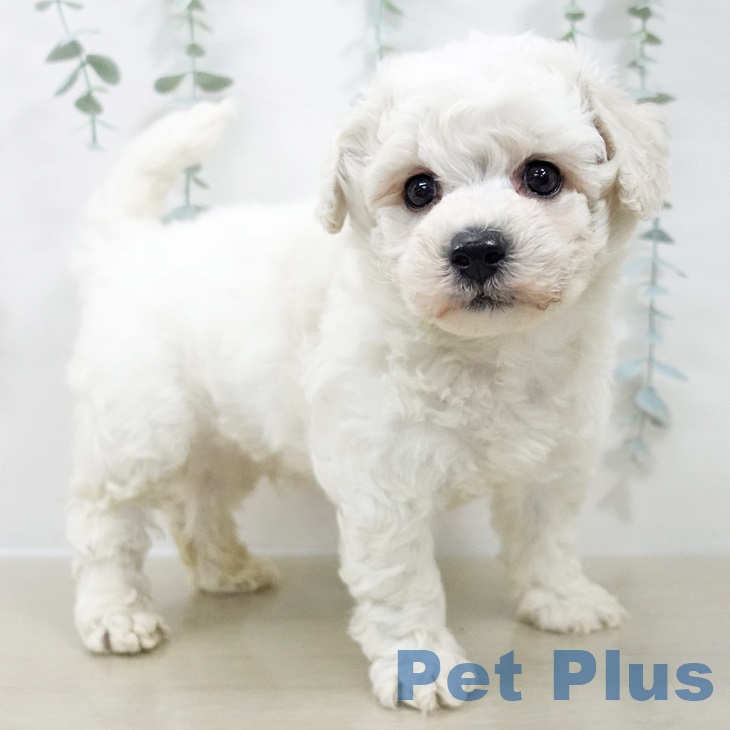 埼玉県のビションフリーゼ (ペッツワン 新座店/2025年9月20日生まれ/男の子/ホワイト)の子犬の2枚目の画像