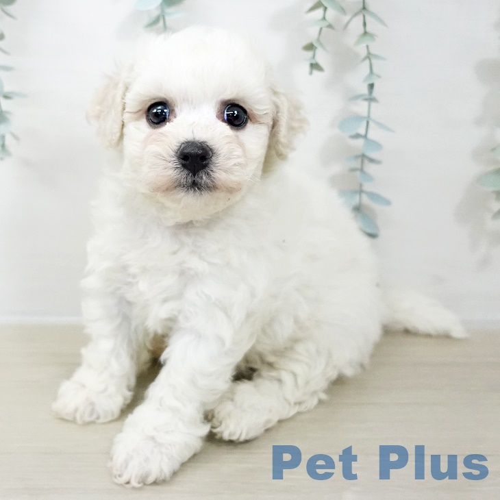 神奈川県のビションフリーゼ (ペットプラス 天王町店/2025年9月20日生まれ/男の子/ホワイト)の子犬の1枚目の画像