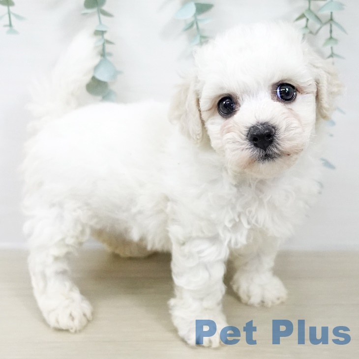 神奈川県のビションフリーゼ (ペットプラス 天王町店/2025年9月20日生まれ/男の子/ホワイト)の子犬の2枚目の画像