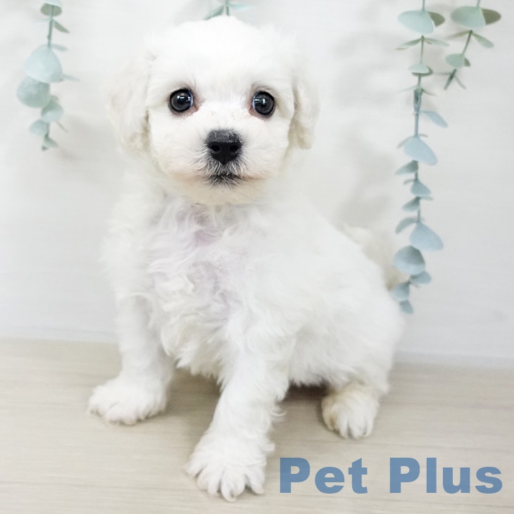 埼玉県のビションフリーゼ (ペットプラス ららぽーと富士見店/2025年9月19日生まれ/男の子/ホワイト)の子犬の1枚目の画像