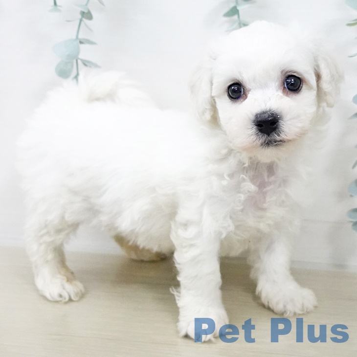 埼玉県のビションフリーゼ (ペットプラス ららぽーと富士見店/2025年9月19日生まれ/男の子/ホワイト)の子犬の2枚目の画像