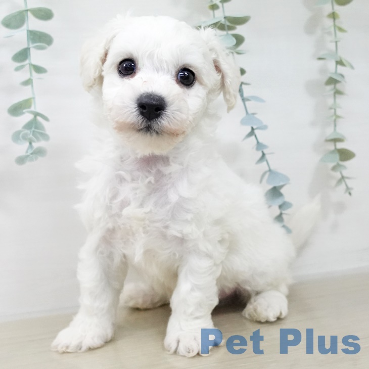東京都のビションフリーゼ (ペットプラス 東久留米店/2025年9月19日生まれ/男の子/ホワイト)の子犬の1枚目の画像