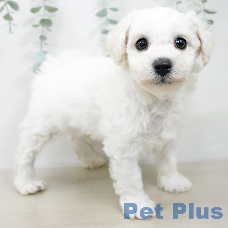 東京都のビションフリーゼ (ペットプラス 東久留米店/2025年9月19日生まれ/男の子/ホワイト)の子犬の2枚目の画像