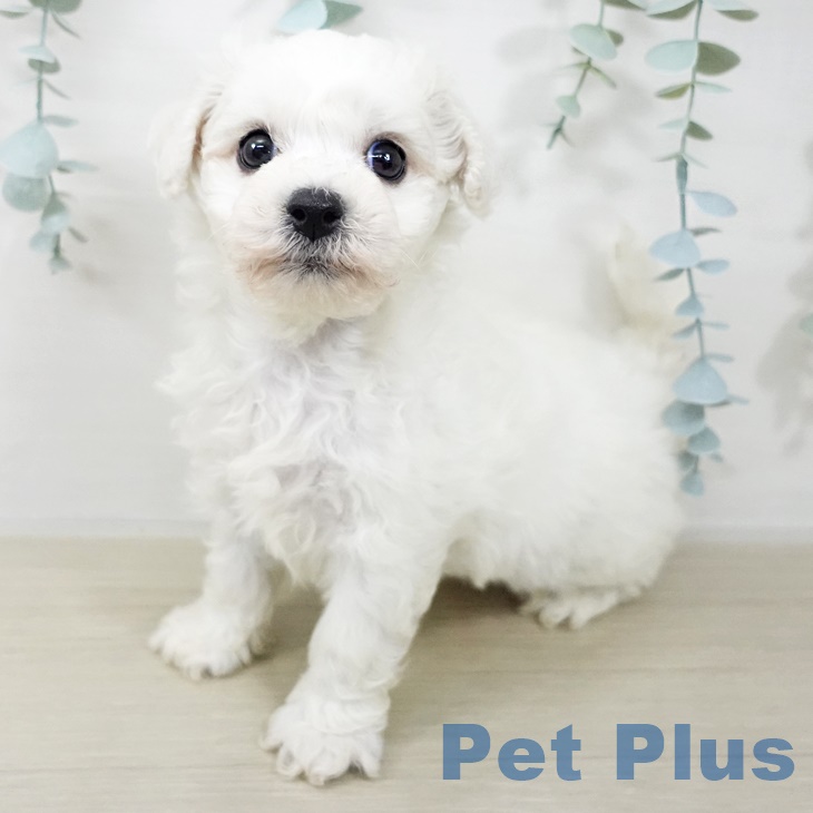 埼玉県のビションフリーゼ (ペットプラス 上尾店/2025年9月19日生まれ/男の子/ホワイト)の子犬の1枚目の画像