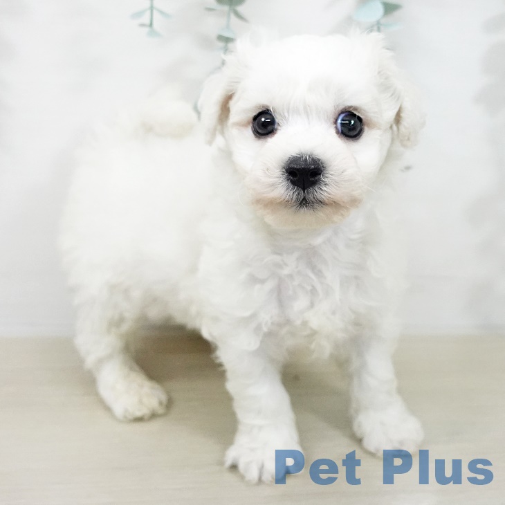 埼玉県のビションフリーゼ (ペットプラス 上尾店/2025年9月19日生まれ/男の子/ホワイト)の子犬の2枚目の画像