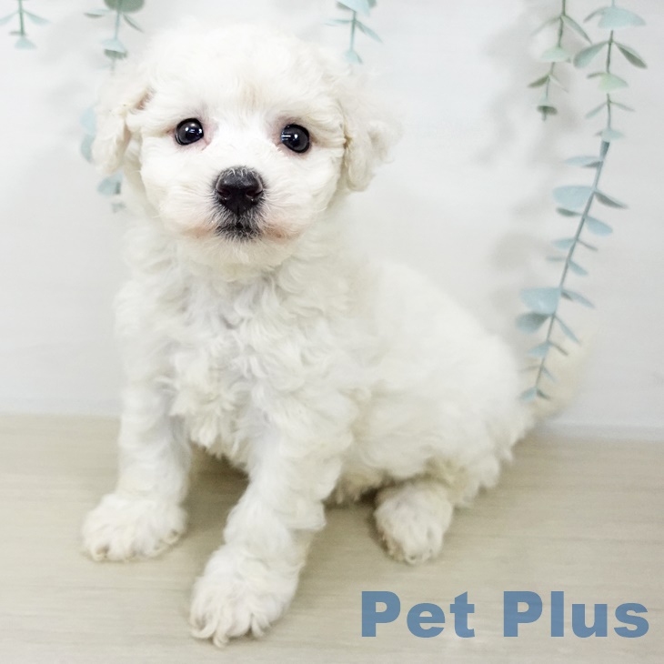 神奈川県のビションフリーゼ (ペットプラス 座間店/2025年9月20日生まれ/男の子/ホワイト)の子犬の1枚目の画像
