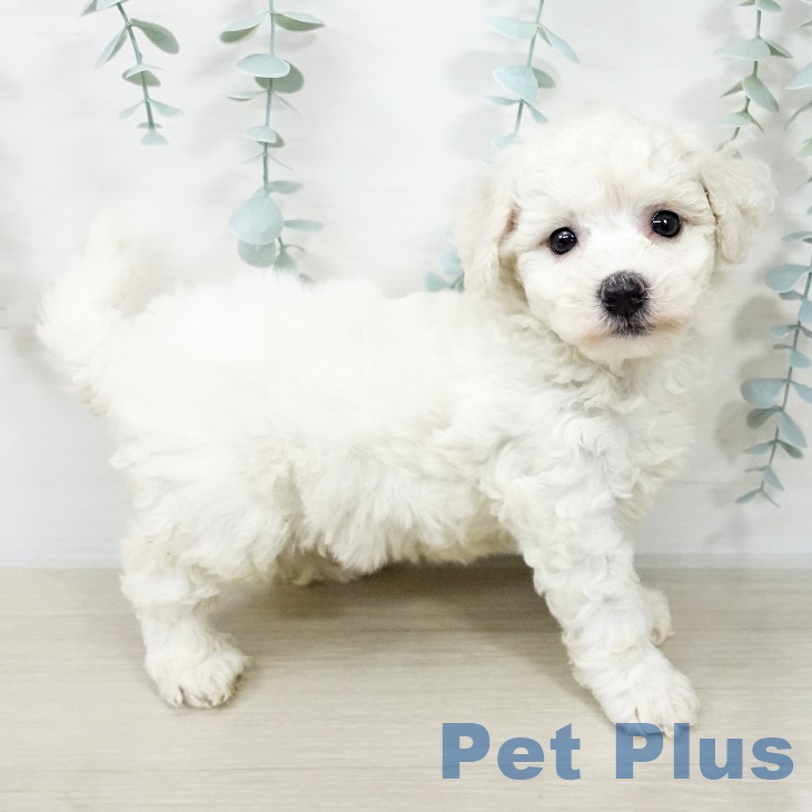 神奈川県のビションフリーゼ (ペットプラス 座間店/2025年9月20日生まれ/男の子/ホワイト)の子犬の2枚目の画像