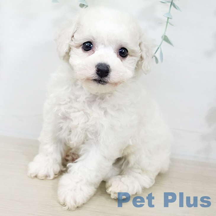 茨城県のビションフリーゼ (ペッツワン 古河店/2025年9月20日生まれ/女の子/ホワイト)の子犬の1枚目の画像