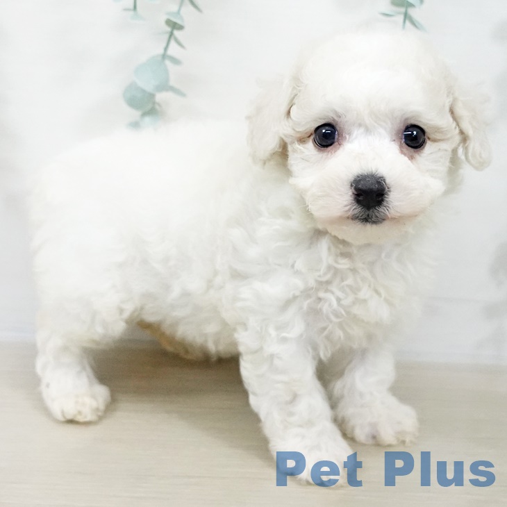 茨城県のビションフリーゼ (ペッツワン 古河店/2025年9月20日生まれ/女の子/ホワイト)の子犬の2枚目の画像