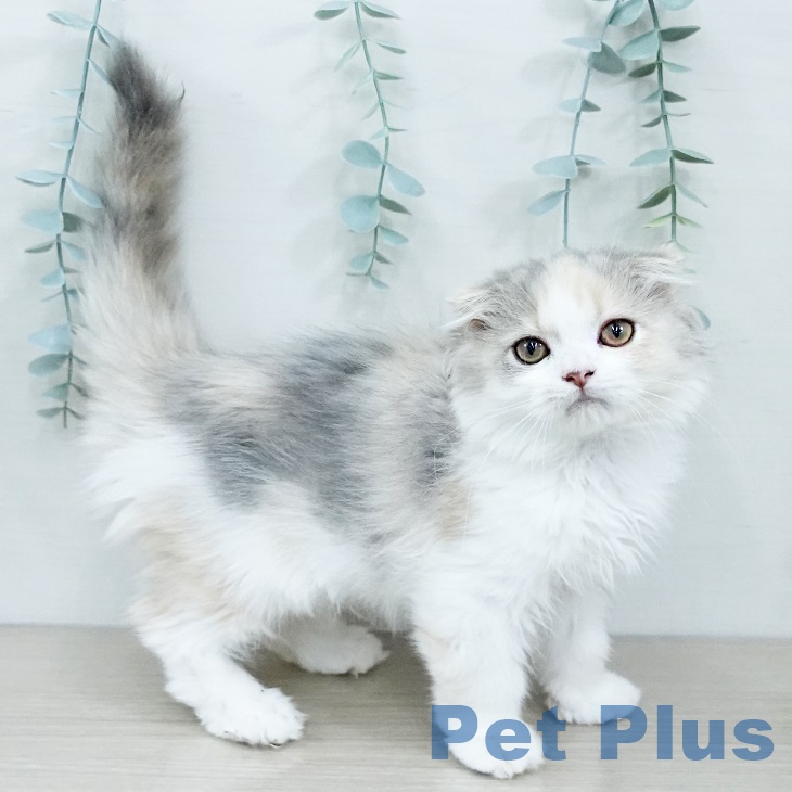 福島県のスコティッシュフォールド (ペットプラス イオンタウン郡山店/2025年9月8日生まれ/女の子/ブルーパッチドタビーホワイト)の子猫の1枚目の画像