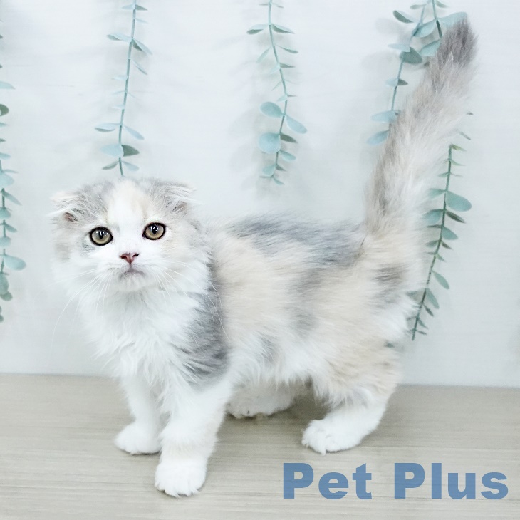 福島県のスコティッシュフォールド (ペットプラス イオンタウン郡山店/2025年9月8日生まれ/女の子/ブルーパッチドタビーホワイト)の子猫の2枚目の画像