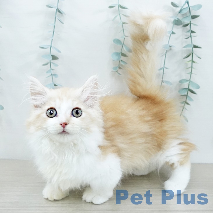 埼玉県のマンチカン (ペットプラス ららぽーと新三郷店/2025年9月3日生まれ/男の子/レッドタビーホワイト)の子猫の1枚目の画像