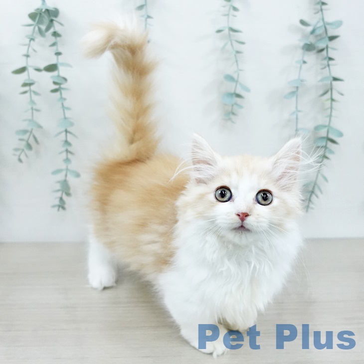 埼玉県のマンチカン (ペットプラス ららぽーと新三郷店/2025年9月3日生まれ/男の子/レッドタビーホワイト)の子猫の2枚目の画像