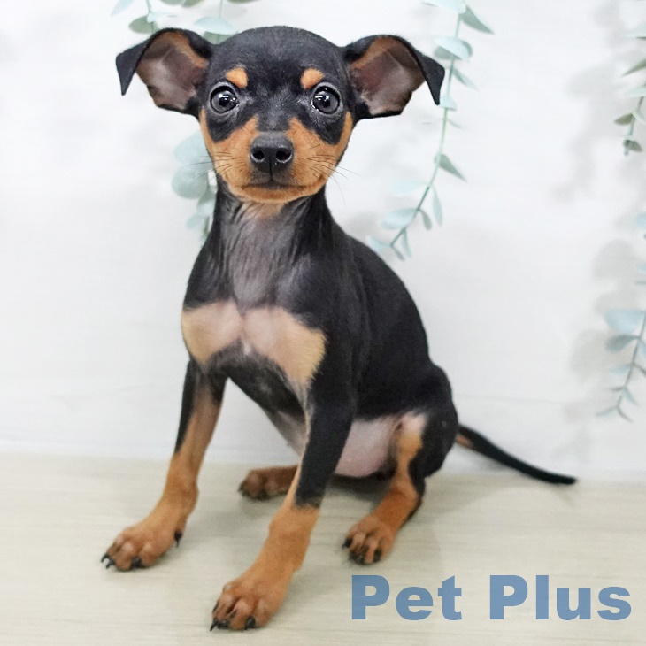 ミニチュア・ピンシャー