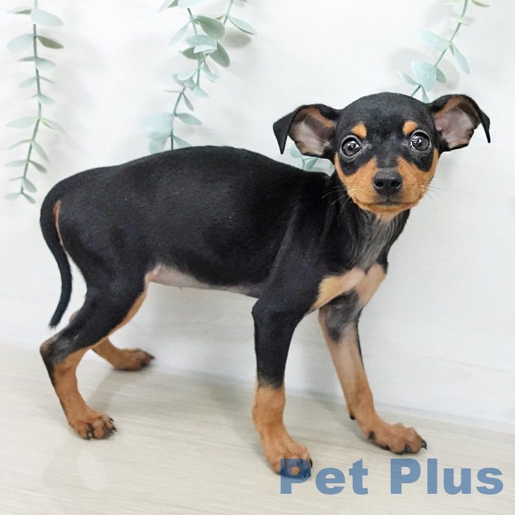 ミニチュア・ピンシャーの写真2