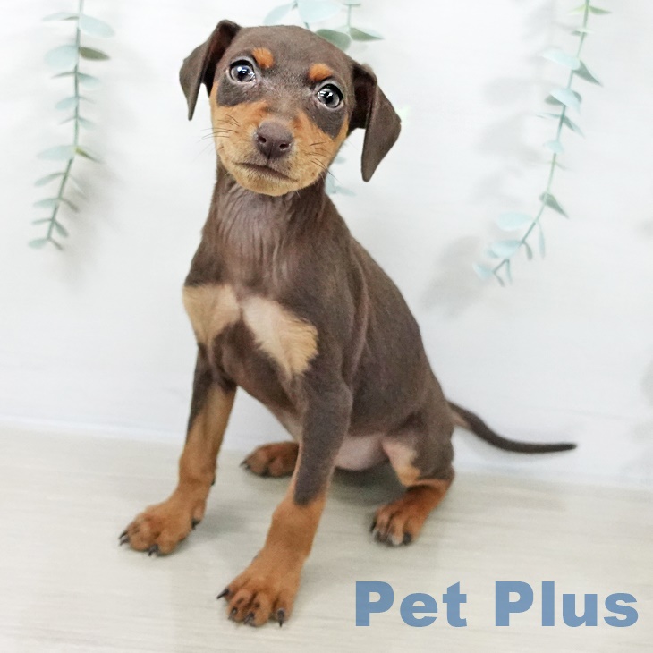 茨城県のミニチュアピンシャー (ペッツワン つくば店/2025年9月19日生まれ/女の子/チョコレートタン)の子犬の1枚目の画像