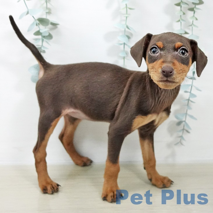 茨城県のミニチュアピンシャー (ペッツワン つくば店/2025年9月19日生まれ/女の子/チョコレートタン)の子犬の2枚目の画像