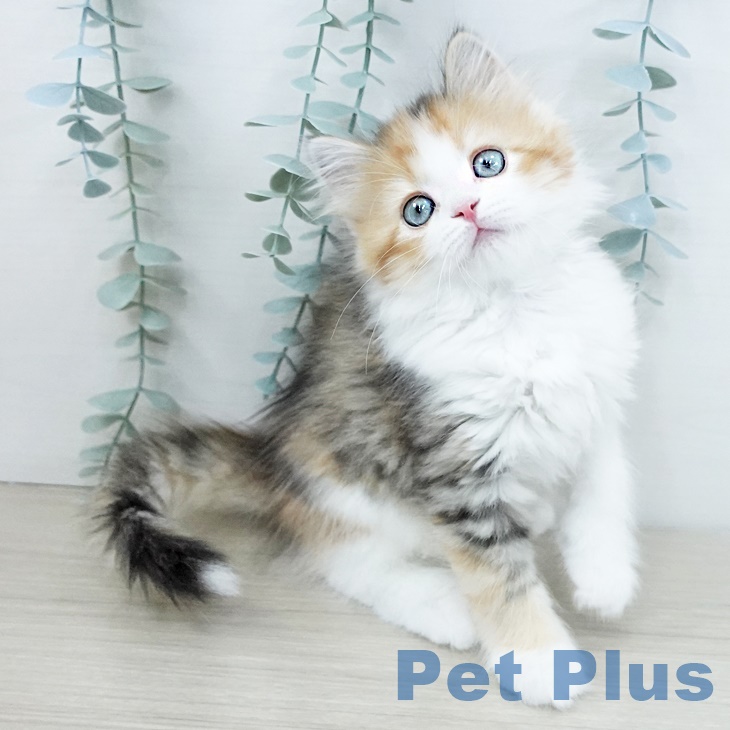 宮城県のサイベリアン (ペットプラス 名取店/2025年9月17日生まれ/女の子/マスター登録申請中)の子猫の1枚目の画像