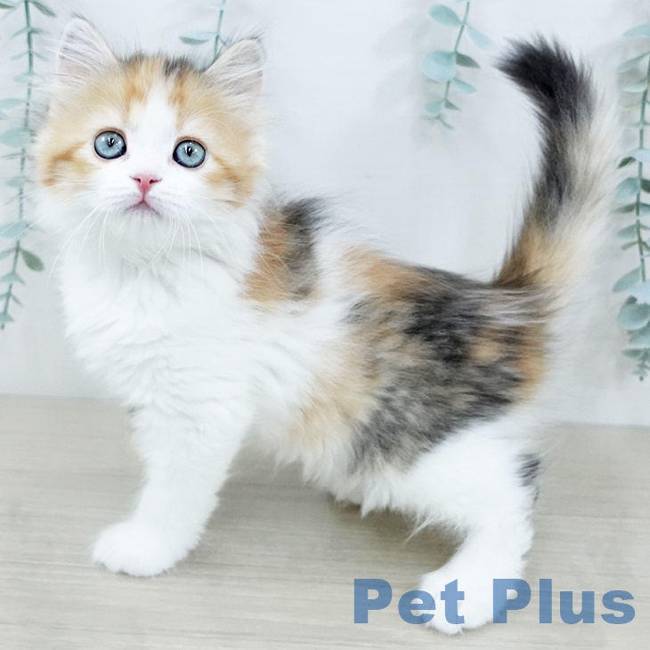 宮城県のサイベリアン (ペットプラス 名取店/2025年9月17日生まれ/女の子/マスター登録申請中)の子猫の2枚目の画像