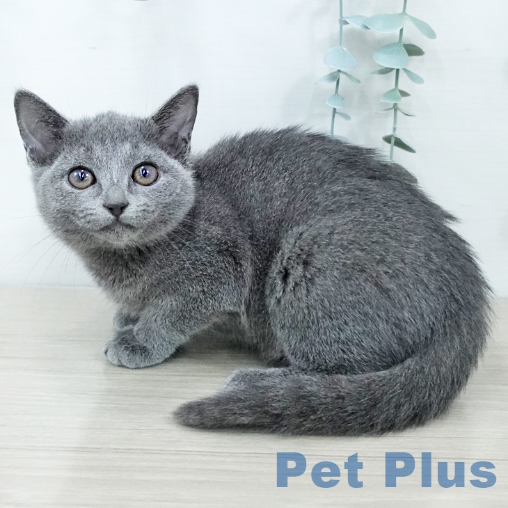 千葉県のロシアンブルー (ペットプラス 幕張新都心店/2025年8月29日生まれ/女の子/ブルー)の子猫の1枚目の画像