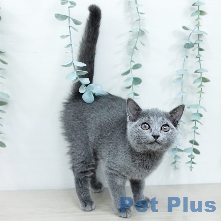 千葉県のロシアンブルー (ペットプラス 幕張新都心店/2025年8月29日生まれ/女の子/ブルー)の子猫の2枚目の画像