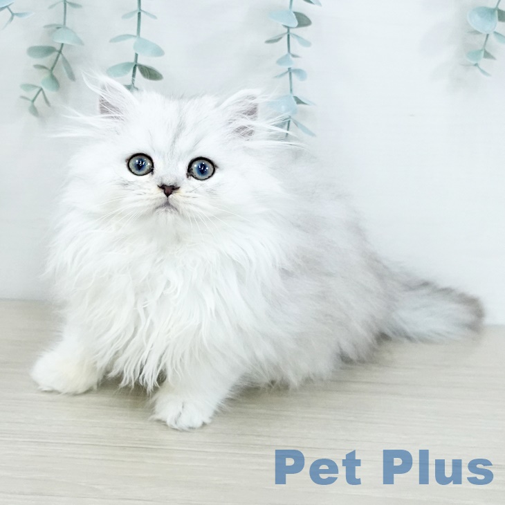 東京都のペルシャ (ペットプラス 立川高島屋S.C.店/2025年9月13日生まれ/女の子/チンチラシルバー)の子猫の1枚目の画像