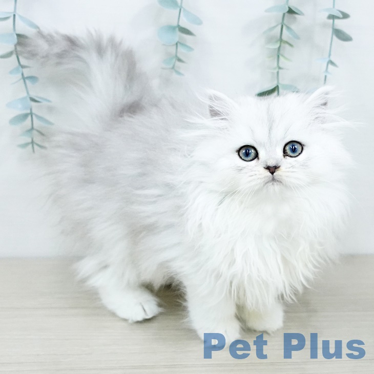 東京都のペルシャ (ペットプラス 立川高島屋S.C.店/2025年9月13日生まれ/女の子/チンチラシルバー)の子猫の2枚目の画像