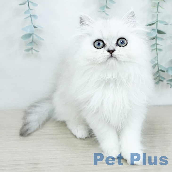 埼玉県のペルシャ (ペットプラス ららぽーと新三郷店/2025年9月13日生まれ/女の子/チンチラシルバー)の子猫の2枚目の画像