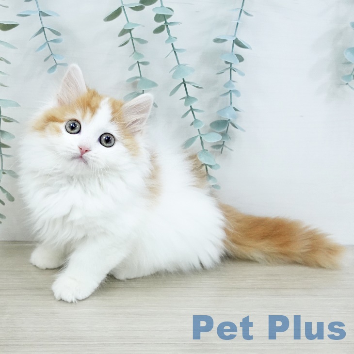 スコティッシュフォールド