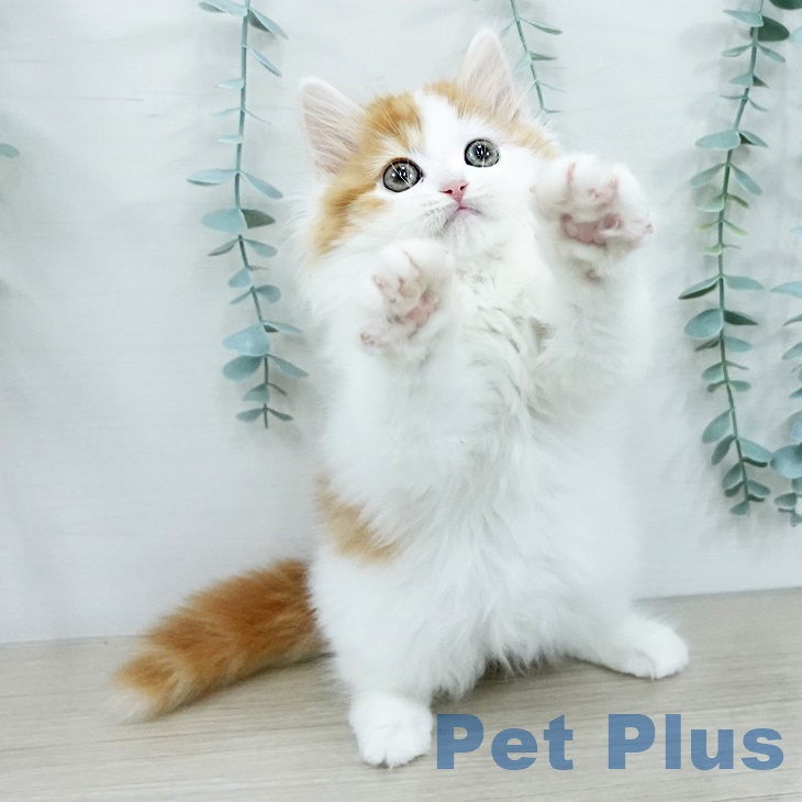 スコティッシュフォールド