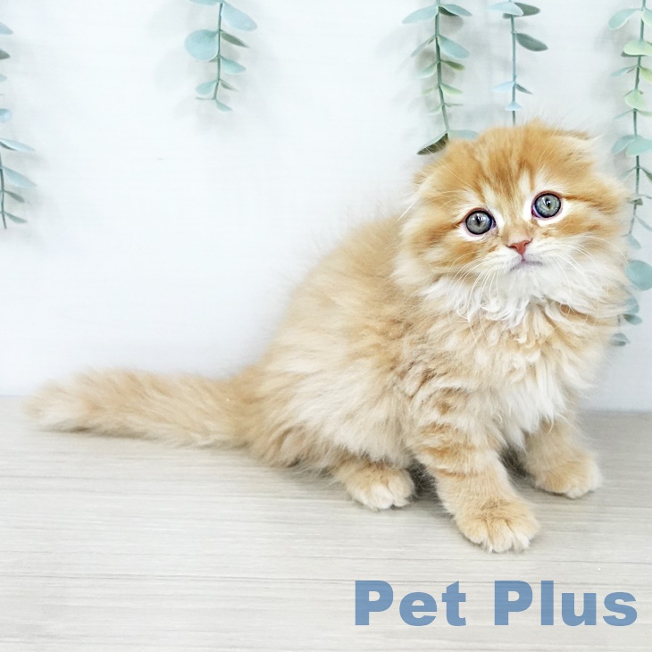 埼玉県のスコティッシュフォールド (ペットプラス 与野店/2025年9月19日生まれ/男の子/レッドタビー)の子猫の1枚目の画像