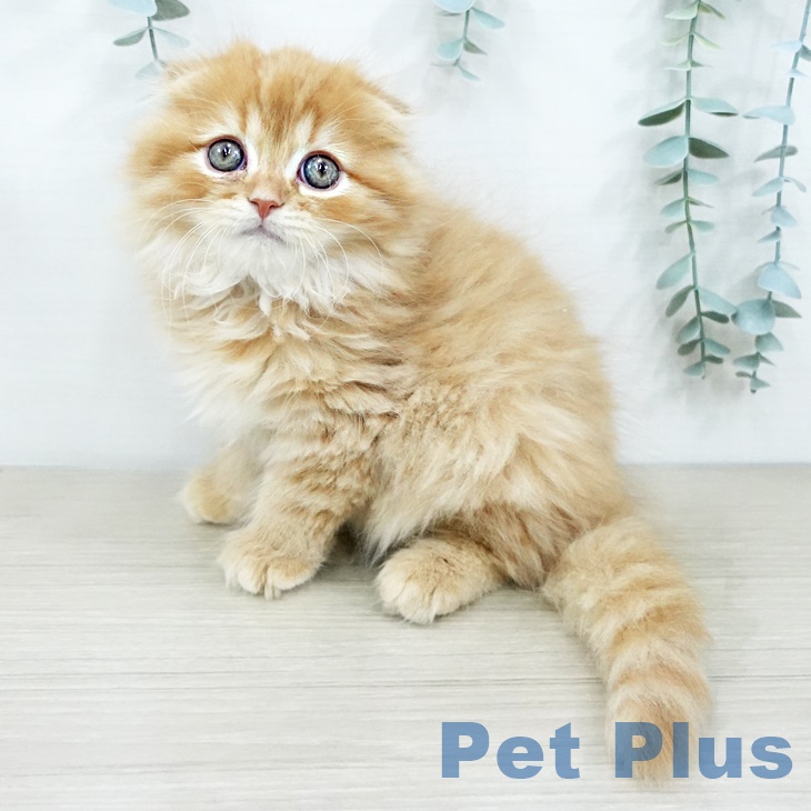 埼玉県のスコティッシュフォールド (ペットプラス 与野店/2025年9月19日生まれ/男の子/レッドタビー)の子猫の2枚目の画像