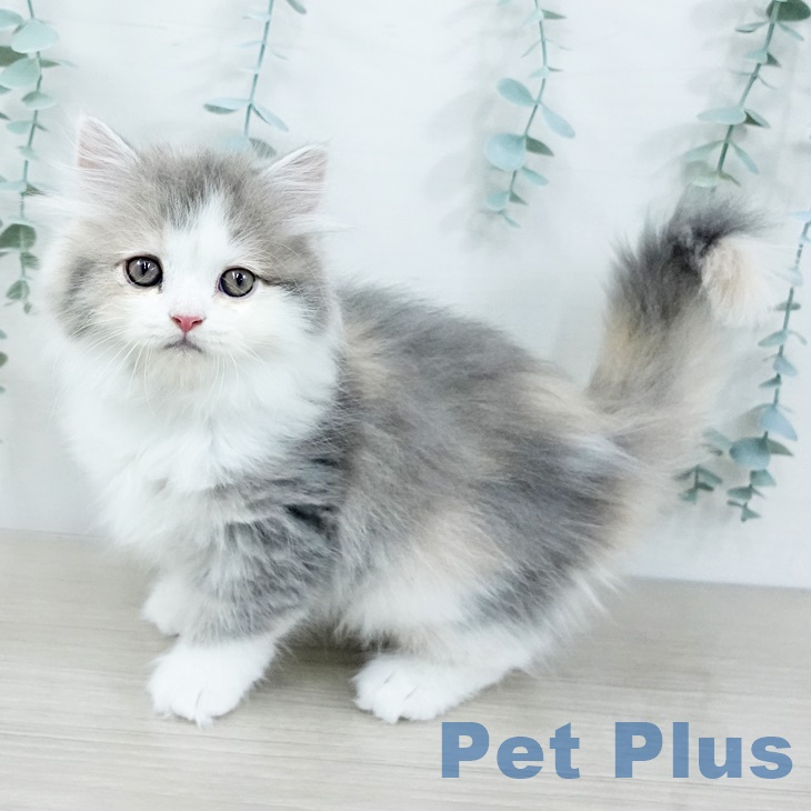 スコティッシュフォールドの写真2