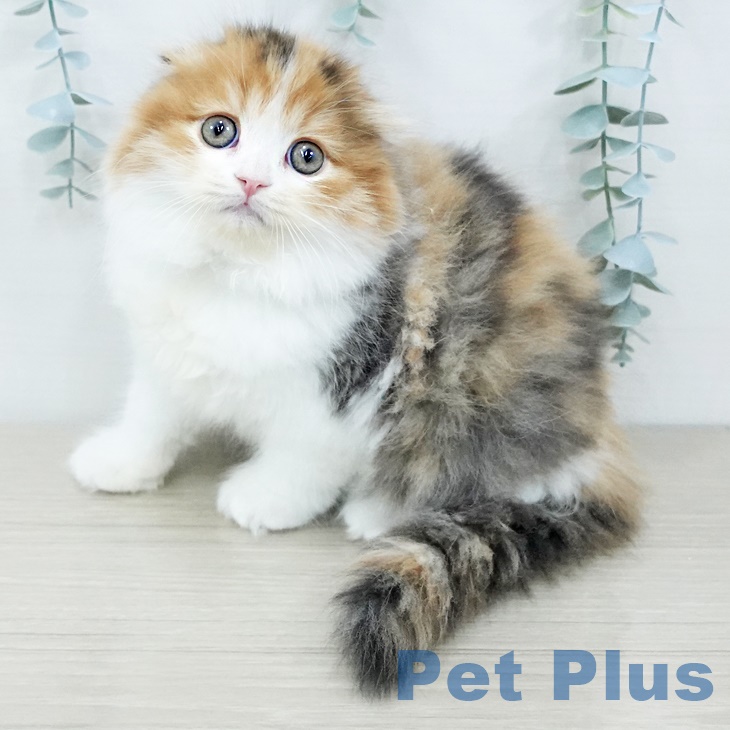 スコティッシュフォールド