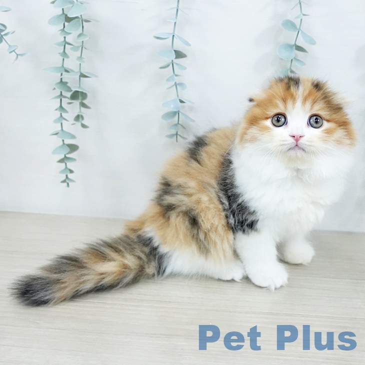 スコティッシュフォールドの写真2