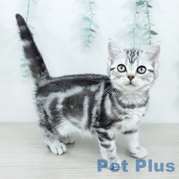 宮城県のアメリカンショートヘアー (ペットプラス 仙台上杉店/2025年9月14日生まれ/女の子/シルバータビー)の子猫の1枚目の画像