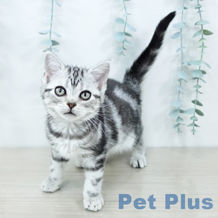 宮城県のアメリカンショートヘアー (ペットプラス 仙台上杉店/2025年9月14日生まれ/女の子/シルバータビー)の子猫の2枚目の画像