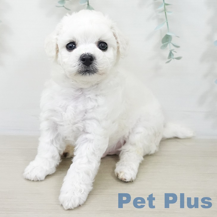 ビション・フリーゼの写真2