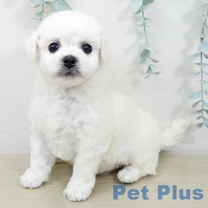 埼玉県のビションフリーゼ (ペットプラス ららぽーと新三郷店/2025年9月20日生まれ/男の子/ホワイト)の子犬